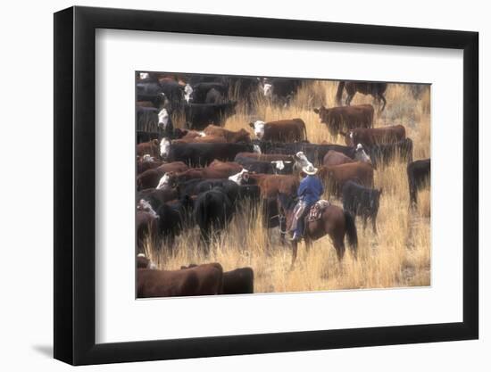 Cowboy Herding Cattle in the Sierras of California Near Bridgeport-John Alves-Framed Photographic Print