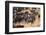 Cowboy Herding Cattle in the Sierras of California Near Bridgeport-John Alves-Framed Photographic Print