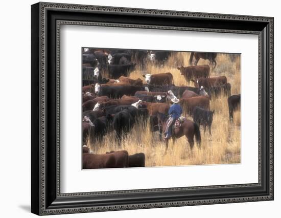 Cowboy Herding Cattle in the Sierras of California Near Bridgeport-John Alves-Framed Photographic Print