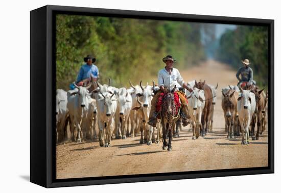 Cowboy Herding Cattle, Pantanal Wetlands, Brazil-null-Framed Stretched Canvas