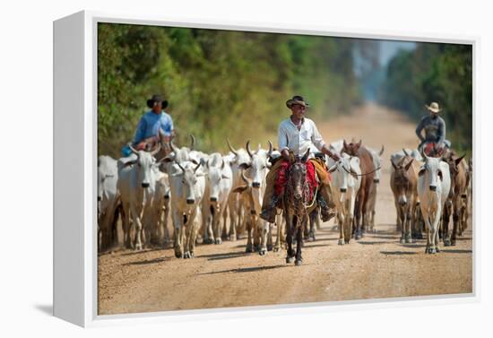 Cowboy Herding Cattle, Pantanal Wetlands, Brazil-null-Framed Stretched Canvas