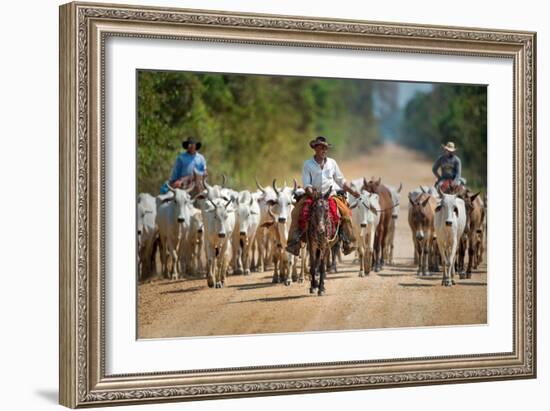 Cowboy Herding Cattle, Pantanal Wetlands, Brazil-null-Framed Photographic Print