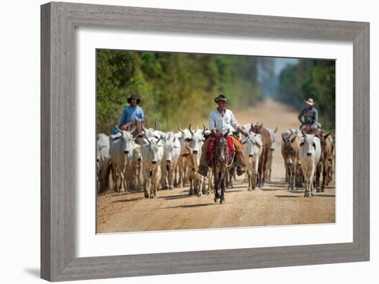 Cowboy Herding Cattle, Pantanal Wetlands, Brazil--Framed Photographic Print