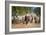 Cowboy Herding Cattle, Pantanal Wetlands, Brazil-null-Framed Photographic Print