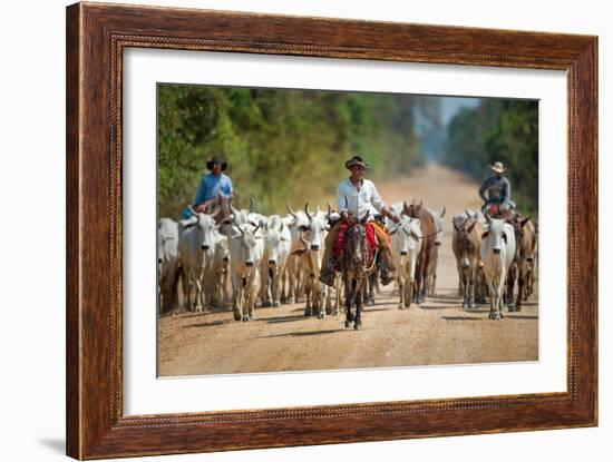 Cowboy Herding Cattle, Pantanal Wetlands, Brazil-null-Framed Photographic Print