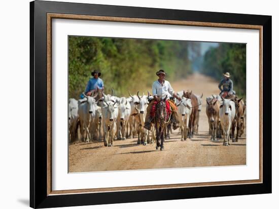 Cowboy Herding Cattle, Pantanal Wetlands, Brazil-null-Framed Photographic Print