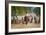 Cowboy Herding Cattle, Pantanal Wetlands, Brazil-null-Framed Photographic Print