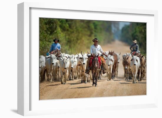 Cowboy Herding Cattle, Pantanal Wetlands, Brazil-null-Framed Photographic Print