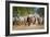 Cowboy Herding Cattle, Pantanal Wetlands, Brazil-null-Framed Photographic Print