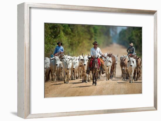 Cowboy Herding Cattle, Pantanal Wetlands, Brazil-null-Framed Photographic Print