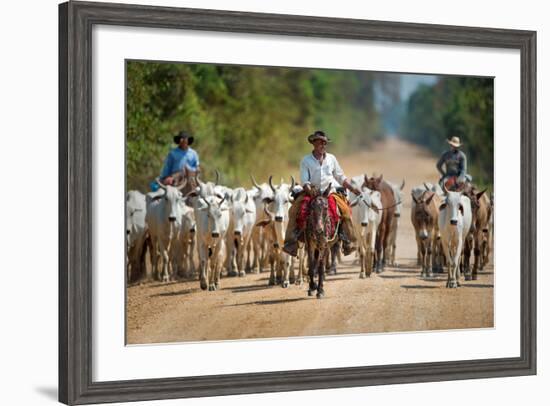 Cowboy Herding Cattle, Pantanal Wetlands, Brazil--Framed Photographic Print