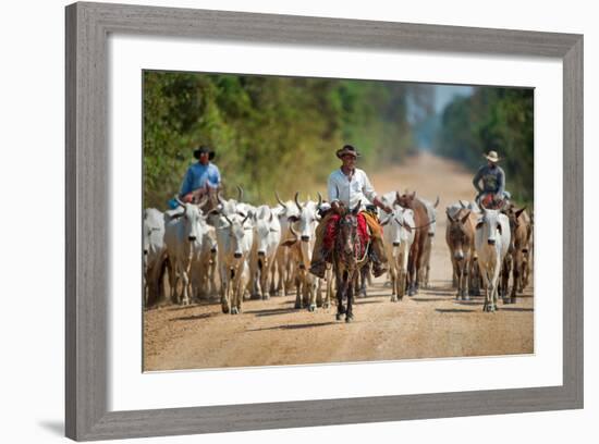 Cowboy Herding Cattle, Pantanal Wetlands, Brazil-null-Framed Photographic Print