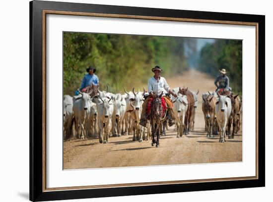 Cowboy Herding Cattle, Pantanal Wetlands, Brazil-null-Framed Photographic Print