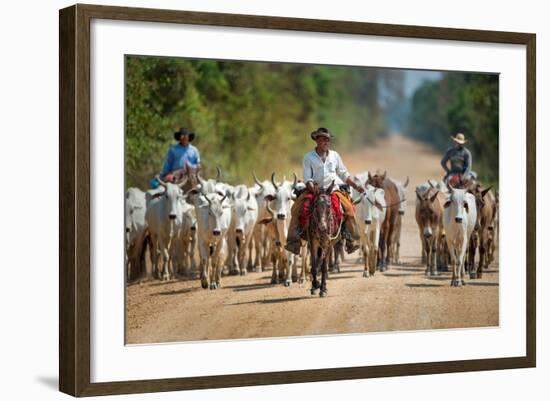 Cowboy Herding Cattle, Pantanal Wetlands, Brazil-null-Framed Photographic Print