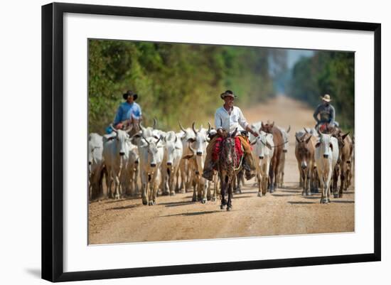 Cowboy Herding Cattle, Pantanal Wetlands, Brazil-null-Framed Photographic Print