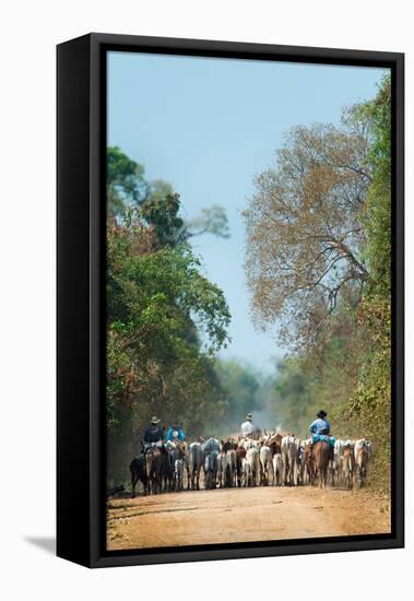 Cowboy Herding Cattle, Pantanal Wetlands, Brazil-null-Framed Stretched Canvas