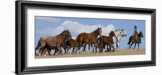 Cowboy Herding Quarter Horse Mares and Foals, Flitner Ranch, Shell, Wyoming, USA-Carol Walker-Framed Photographic Print