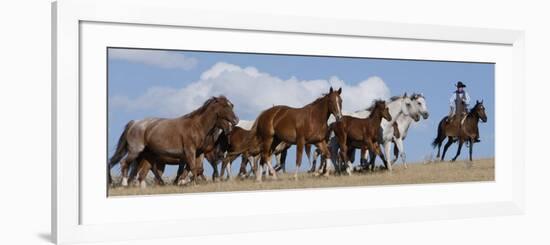 Cowboy Herding Quarter Horse Mares and Foals, Flitner Ranch, Shell, Wyoming, USA-Carol Walker-Framed Photographic Print