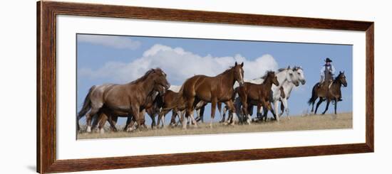 Cowboy Herding Quarter Horse Mares and Foals, Flitner Ranch, Shell, Wyoming, USA-Carol Walker-Framed Photographic Print