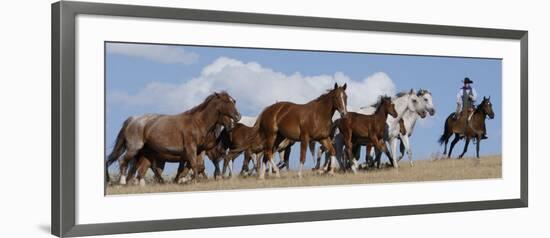 Cowboy Herding Quarter Horse Mares and Foals, Flitner Ranch, Shell, Wyoming, USA-Carol Walker-Framed Photographic Print