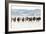 Cowboy Horse Drive, Hideout Ranch, Shell, Wyoming-Darrell Gulin-Framed Art Print