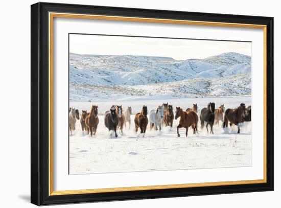 Cowboy Horse Drive, Hideout Ranch, Shell, Wyoming-Darrell Gulin-Framed Art Print