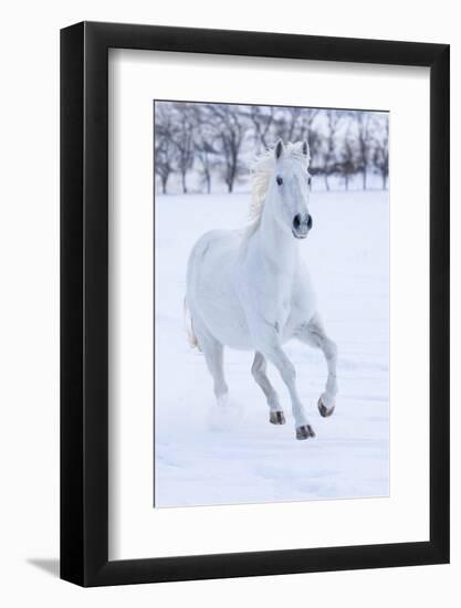 Cowboy horse drive on Hideout Ranch, Shell, Wyoming. White horse running in the snow-Darrell Gulin-Framed Photographic Print