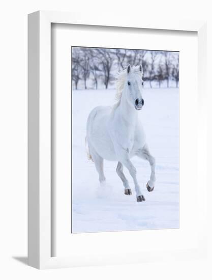 Cowboy horse drive on Hideout Ranch, Shell, Wyoming. White horse running in the snow-Darrell Gulin-Framed Photographic Print