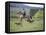 Cowboy in Irrigated Pasture, Chubut Province, Cholila Valley, Argentina-Lin Alder-Framed Premier Image Canvas