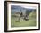 Cowboy in Irrigated Pasture, Chubut Province, Cholila Valley, Argentina-Lin Alder-Framed Photographic Print