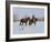 Cowboy Leading Sorrel Quarter Horse Geldings, with Two Mixed Breed Dogs, Longmont, Colorado, USA-Carol Walker-Framed Photographic Print