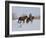 Cowboy Leading Sorrel Quarter Horse Geldings, with Two Mixed Breed Dogs, Longmont, Colorado, USA-Carol Walker-Framed Photographic Print