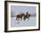 Cowboy Leading Sorrel Quarter Horse Geldings, with Two Mixed Breed Dogs, Longmont, Colorado, USA-Carol Walker-Framed Photographic Print