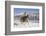 Cowboy On Grey Quarter Horse Trotting In The Snow At Flitner Ranch, Shell, Wyoming-Carol Walker-Framed Photographic Print