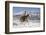 Cowboy On Grey Quarter Horse Trotting In The Snow At Flitner Ranch, Shell, Wyoming-Carol Walker-Framed Photographic Print