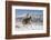 Cowboy On Grey Quarter Horse Trotting In The Snow At Flitner Ranch, Shell, Wyoming-Carol Walker-Framed Photographic Print