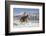 Cowboy On Grey Quarter Horse Trotting In The Snow At Flitner Ranch, Shell, Wyoming-Carol Walker-Framed Photographic Print