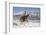 Cowboy On Grey Quarter Horse Trotting In The Snow At Flitner Ranch, Shell, Wyoming-Carol Walker-Framed Photographic Print