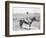 Cowboy on Horseback Watches His Herd Photograph - Texas-Lantern Press-Framed Art Print