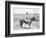 Cowboy on Horseback Watches His Herd Photograph - Texas-Lantern Press-Framed Art Print