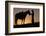 Cowboy Petting Horse at Sunset-Darrell Gulin-Framed Photographic Print