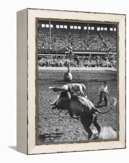 Cowboy Riding a Brahman Bull, at Iowa State Fair-John Dominis-Framed Premier Image Canvas