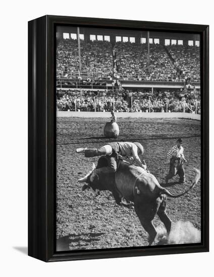 Cowboy Riding a Brahman Bull, at Iowa State Fair-John Dominis-Framed Premier Image Canvas