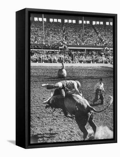 Cowboy Riding a Brahman Bull, at Iowa State Fair-John Dominis-Framed Premier Image Canvas