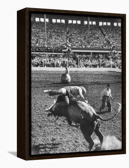 Cowboy Riding a Brahman Bull, at Iowa State Fair-John Dominis-Framed Premier Image Canvas