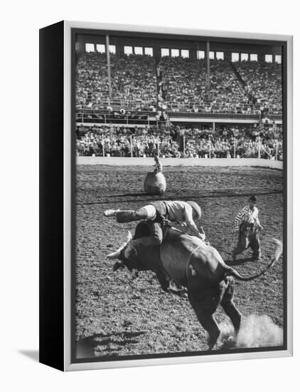 Cowboy Riding a Brahman Bull, at Iowa State Fair-John Dominis-Framed Premier Image Canvas