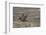 Cowboy Riding at Full Speed in Motion-Terry Eggers-Framed Photographic Print