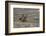 Cowboy Riding at Full Speed in Motion-Terry Eggers-Framed Photographic Print