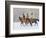 Cowboy Riding Horse, Shell, Wyoming, USA-Terry Eggers-Framed Photographic Print