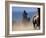 Cowboy Riding Horseback, Oregon, USA-William Sutton-Framed Photographic Print